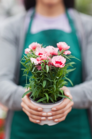 Florist holding and showing a flowerの写真素材