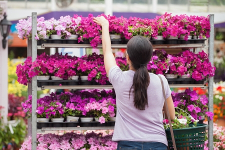 Woman taking a plant from the shelvesの写真素材