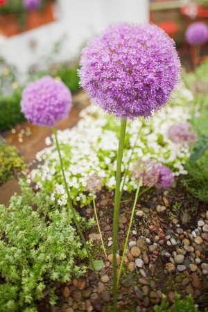 Purple flower growing in garden