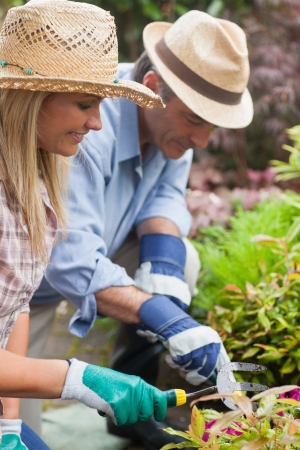 Happy couple gardening together wearing hatsの写真素材