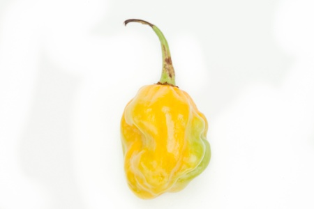 Yellow scotch bonnet chili pepperの写真素材