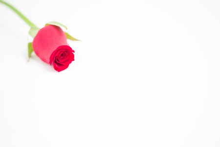 Romantic pink rose on white backgroundの写真素材