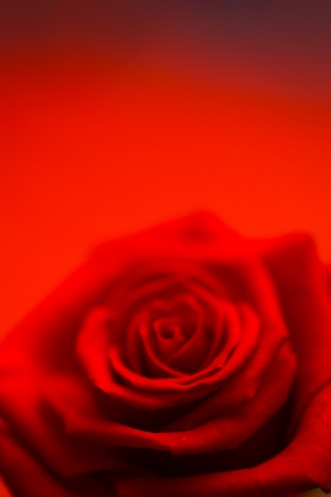 Blurred red rose on red backgroundの写真素材