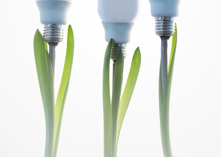 Economic light bulbs growing out of three green plants on white backgroundの写真素材