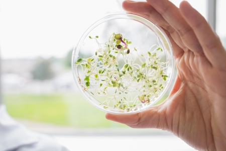 Tests of plants in petri dish in laboratoryの写真素材