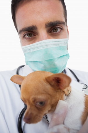 Male vet holding a sick chihuahua on white backgroundの写真素材