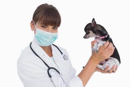 Attractive vet with protective mask holding a chihuahua on white background