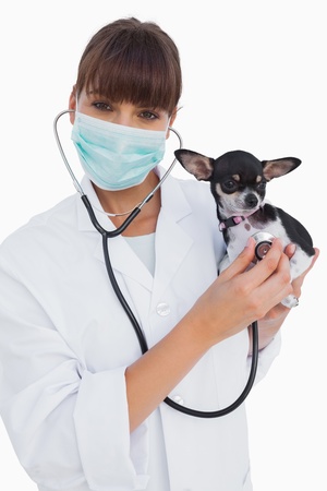 Happy vet with protective mask holding a chihuahua on white backgroundの写真素材