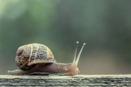 Close up of a small snail in the countrysideの写真素材