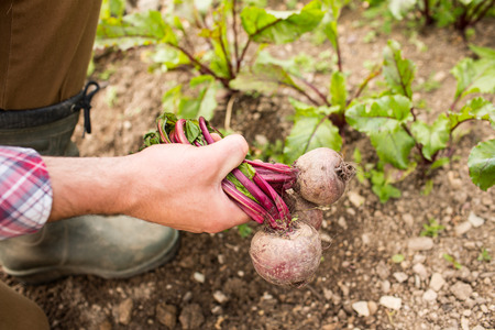 Man holding fresh out of the ground beetroot in his garden