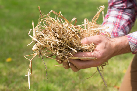 Man holding some straw with grass in background close upの写真素材