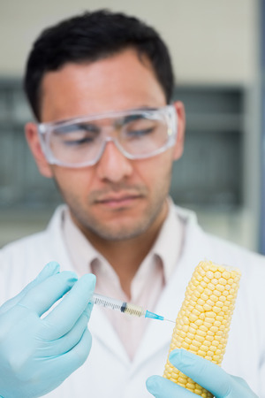 Close-up of a scientific researcher injecting a corn cob at the labの写真素材