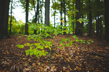 Close up of a young plant against tree trunks in the forest