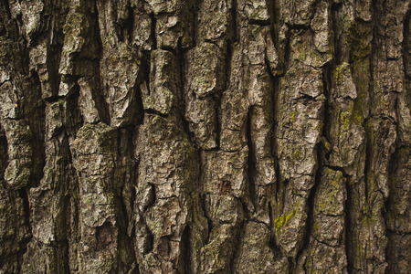 Detail shot of a brown rough bark