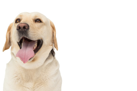 Yellow labrador dog with tongue out on white backgroundの写真素材