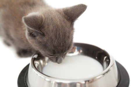 Grey kitten drinking up milk in a bowl on white backgroundの写真素材