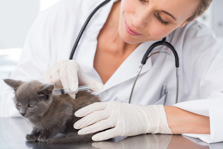 Attractive female vet injecting a kitten in clinicの写真素材
