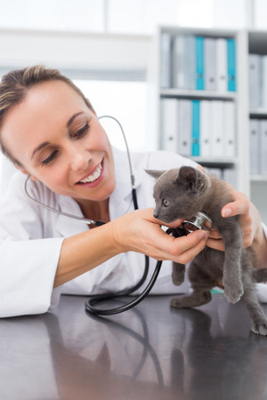 Female veterinarian checking kitten with stethoscope in clinicの写真素材