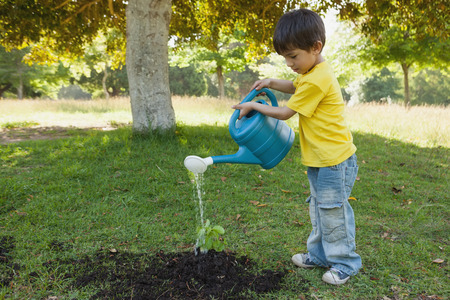 Side view of a young boy watering a young plant in the parkの写真素材