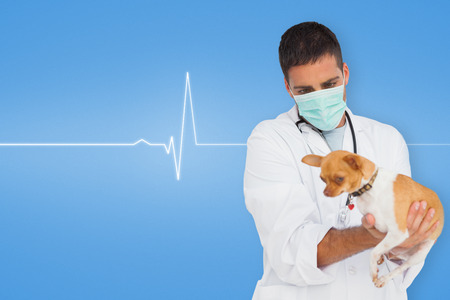 Vet holding chihuahua against medical background with blue ecg lineの写真素材