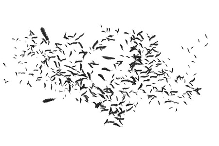 Digitally generated many feathers blowing in the breezeの写真素材