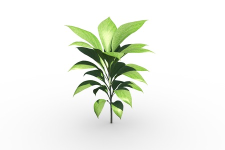 Little green seedling with leaves growing on white backgroundの写真素材