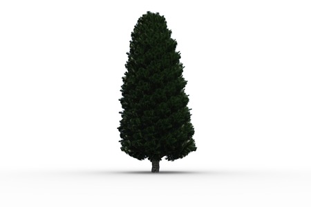 Tall tree with green foilage on white backgroundの写真素材