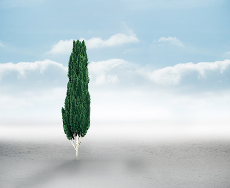 Tall tree with green foilage against cloudy landscape backgroundの写真素材