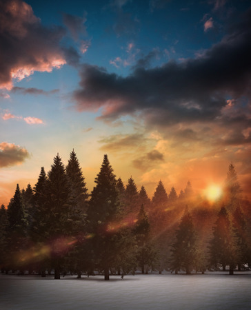 Digitally generated fir tree forest in snowy landscapeの写真素材