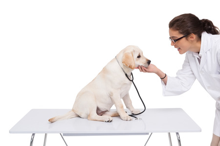 Veterinarian doing check up at a dog on white backgroundの写真素材