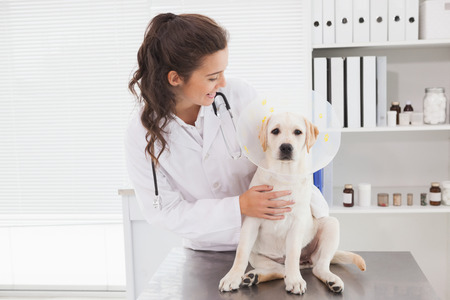 Smiling veterinarian examining a cute dog in medical officeの写真素材