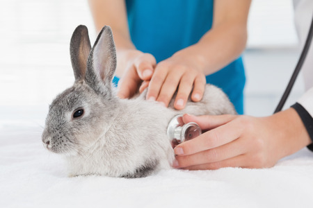 Vet examining a bunny with its owner in medical officeの写真素材