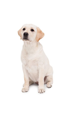 Cute dog standing alone and looking up on white background の写真素材