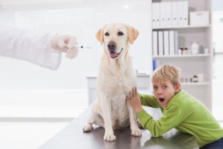 Vet examining a dog with its scared owner in medical office の写真素材