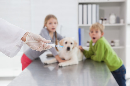 Vet using syringe for a dog in front of its scared owners in medical officeの写真素材