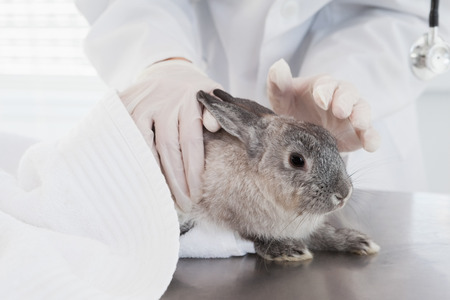 Veterinarian petting a cute rabbit in medical officeの写真素材