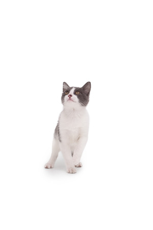 Cute kitten standing and looking up on white backgroundの写真素材