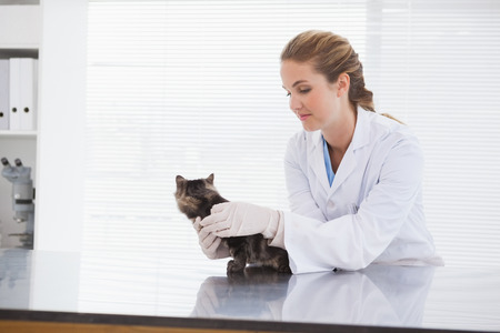 Vet examining a small cat in her officeの写真素材