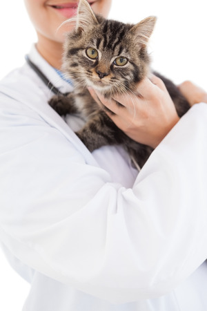 Close up of a cat in a vets armsの写真素材