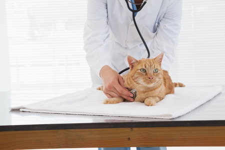 Vet checking a cats heartbeat in an officeの写真素材