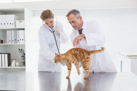 Vets examining an orange cat in a medical office