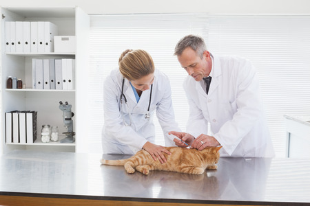 Vets examining an orange cat in a medical officeの写真素材