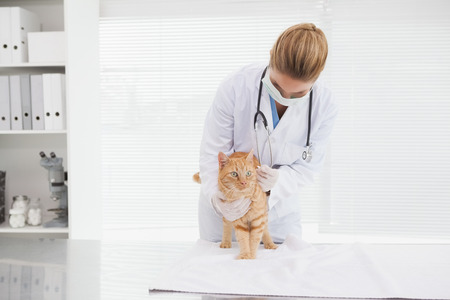 Vet giving a cat a check up in her officeの写真素材
