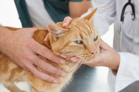 Vet giving a cat a check up in her officeの写真素材