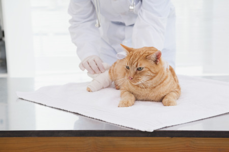 Vet bandaging a cats leg in her officeの写真素材