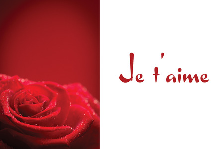 Red rose with rain drops against valentines love heartsの写真素材