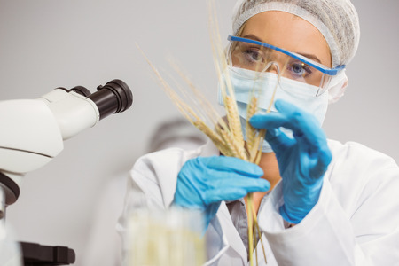 Food scientist looking at wheat at the universityの写真素材