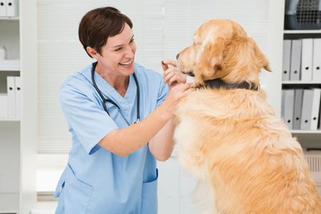 Smiling veterinarian examining a cute dog in medical officeの写真素材