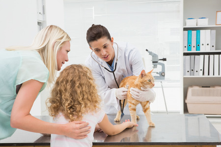Veterinarian examining a cat with its owners in medical officeの写真素材