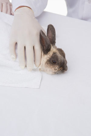 Veterinarian petting a cute rabbit in medical officeの写真素材